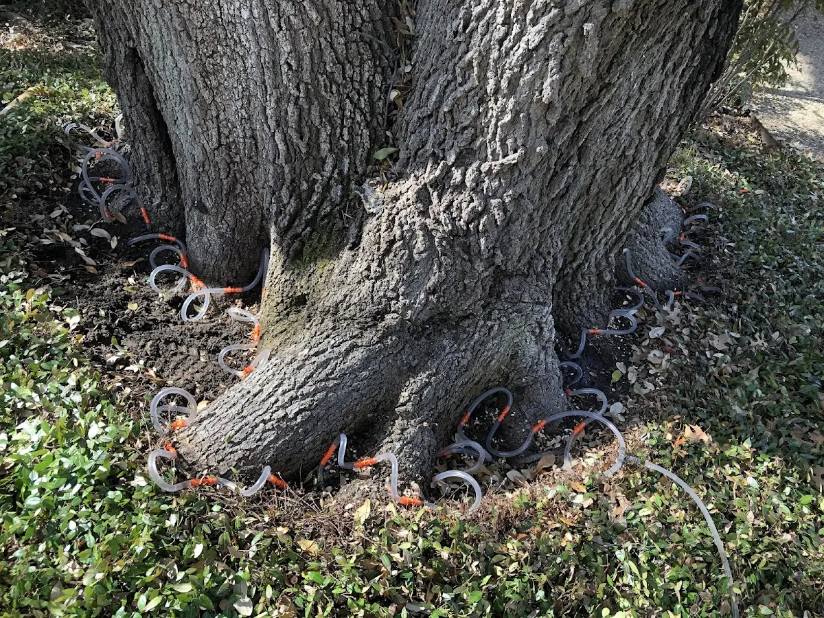 Detailed Tree Cabling and Bracing job site in Chebeague Island